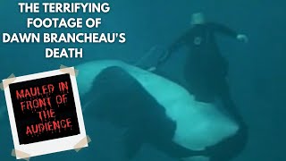 Tilikum  The Terrifying Orca Who KILLED its Trainer Dawn Brancheau [upl. by Otsenre]