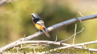 quot딱새quotdaurian redstart참새목딱새과 L14cm [upl. by Octavus]