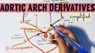 AORTIC ARCH DERIVATIVES  Embroyology simplified Drawwithme [upl. by Sontag]