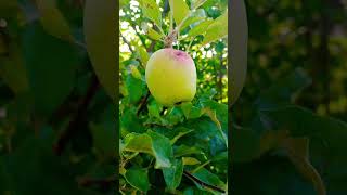 manzanas manzano manzana frutas fruta abundance abundancia [upl. by Matilde]