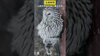 🤔你知道山林中的神秘猫头鹰长什么样吗 china 纪录片 众神之地 [upl. by Bronder292]