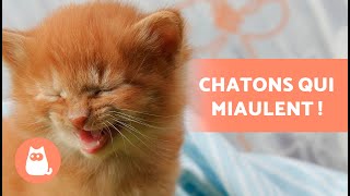 Miaulement de CHATON 🐱 Chaton QUI MIAULE [upl. by Nylyram]