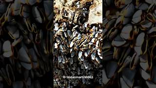 What are BARNACLES  🦠🐚🐳 [upl. by Boles284]