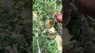 Harvesting Durian Fruit  Green Farm 134 Harvesting fruit satisfying harvestdurian [upl. by Trakas]