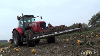 Zbiór Dyni 2016Terebiń NowakAgro PL [upl. by Rothwell]