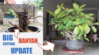 First Banyan Tree Bonsai from Cuttings  Ficus Benghalensis Cuttings UPDATE 2020 [upl. by Tildie990]