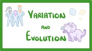 GCSE Biology  Variation and Evolution 68 [upl. by Riana]