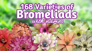 168 Bromeliad Varieties with Names I PlantFactory [upl. by Mayberry]