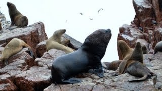 Bahía Paracas Islas Ballestas [upl. by Jessika]