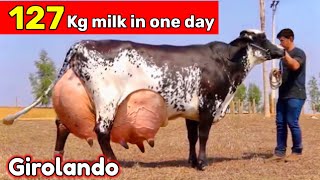 World highest milking Girolando cow  Red Sindhi cow  cow farming in India  cow farming Pakistan [upl. by Kyriako453]