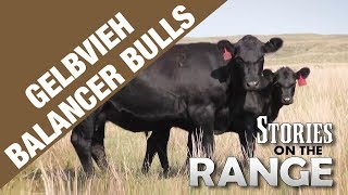 Gelbvieh Balancer bulls [upl. by Darbee]