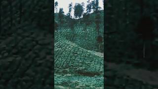 Valparai music travel nature viral beautiful [upl. by Boggs]