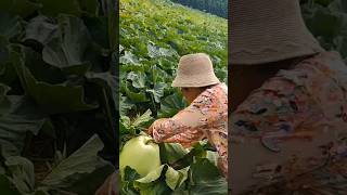 Interesting Bottle Gourd Shredding Tools vegetables garden [upl. by Dar419]