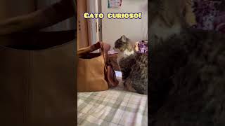 Meu gato é curioso [upl. by Schofield]