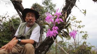 Degawa San At the Cattleya maxima Habitat Ecuagnera Tours MVI [upl. by Orferd203]