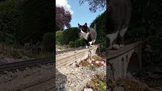 Catzilla A Giant Cat on the Train Tracks [upl. by Edelstein501]