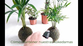 Cómo mantener una kokedama [upl. by Roz]