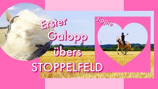 Erster Galopp im Stoppelfeld 😍🐴 [upl. by Gnirol]