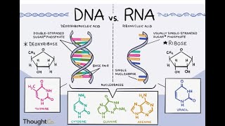 Nucleic Acids DNA RNA [upl. by Cassondra]