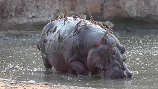 Shenton Safaris Old Hippo Bull on his Last Legs [upl. by Anertak]