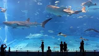 Kuroshio sea  2n largest aquarium tank in world [upl. by Leiuqeze]