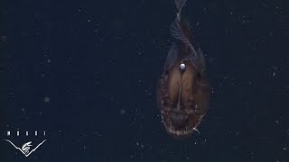 The anglerfish The original approach to deepsea fishing [upl. by Mcneely]