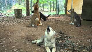 See and Hear Four Gray Wolf Puppies Howling [upl. by Herrod]