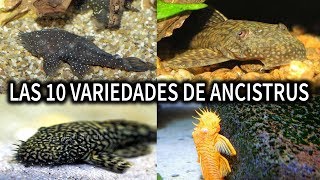 LAS 10 VARIEDADES DE ANCISTRUS  PEZ ANCISTRUS  AcuariosLP [upl. by Asila]