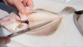 Scholle oder Goldbutt filetieren  How to filet plaice [upl. by Eirelam]