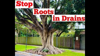 Stop Tree Roots in Drains How To Fix a Blocked Drain in Sydney [upl. by Marjie155]