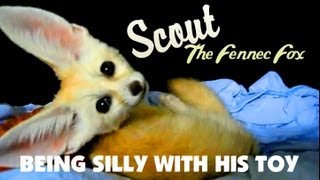 Scout The Fennec Fox Playing with his Toy And Being Silly [upl. by Aiuqat]