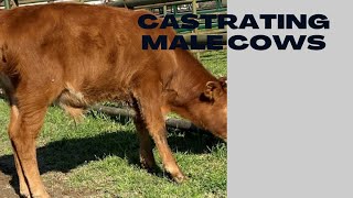 Castration using Callicrate Bander [upl. by Naujd88]