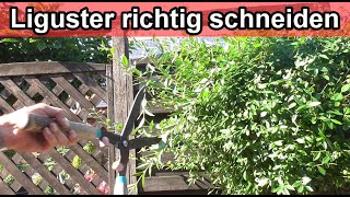 Ligusterhecke schneiden Video Anleitung – Liguster zurückschneiden  Ab wann  Wie oft [upl. by Llehsam]