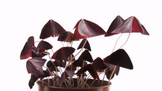 Oxalis Triangularis TimeLapse [upl. by Atrim966]