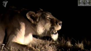 Lioness Roaring At Night HD [upl. by Bowman696]