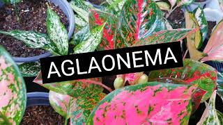 Aglaonema Plant Care Tips Propagation method and Fertilizer application  plant garden aglaonema [upl. by Kciredohr]