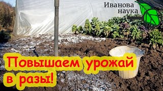 БЕСПЛАТНОЕ УДОБРЕНИЕ № 1 ДЛЯ ВНЕСЕНИЯ ОСЕНЬЮ и РАННЕЙ ВЕСНОЙ Не забудьте внести это удобрение [upl. by Farrison]