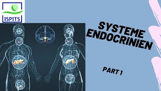 Système endocrinien Part 1 ISPITS AnatomieS1 [upl. by Major]