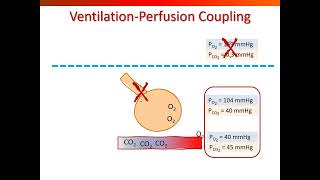 Ventilation Perfusion Coupling [upl. by Cami]