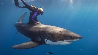 Ocean Ramsey diving with sharks [upl. by Ariamat795]