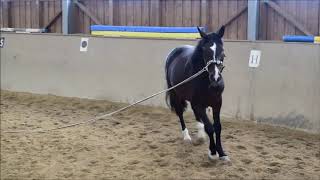 Athena mit HeadShaking 1  Geschichte vom Juni 2017  Training Mai 2018 [upl. by Alaster]