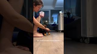 Rottweiler Puppy Working On Training [upl. by Bayly]