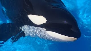 Trainer Conor plays fetch with Orkid  April 19 2015  SeaWorld San Diego [upl. by Elijah]