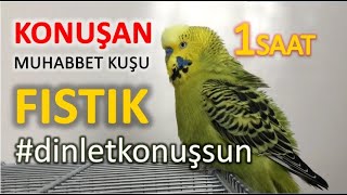 Konuşan Muhabbet Kuşu Fıstık Özel 1  1saat  Kafana takma dinlet konuşsun [upl. by Krall]