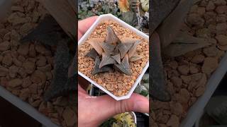 Haworthia Badia Matenrou Variegated haworthia plants succulents propagation [upl. by Labaw29]