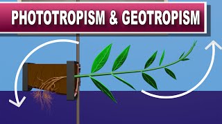 Phototropism and Geotropism [upl. by Janek417]