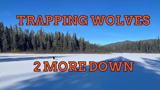 Trapping Wolves Outsmarting The Craftiest Animal In The North trapping trappingwolves wolf [upl. by Eibreh]