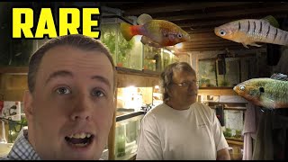 AMAZING FISH ROOM TOUR  So many RARE Fish [upl. by Eniortna]