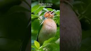 Singing Chaffinch is a symbol of good luck shorts [upl. by Kellby837]