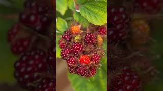 AVOID Invasive species Wineberry Wine Raspberry Rubus phoenicolasius garden invasivespecies [upl. by Ribaj766]